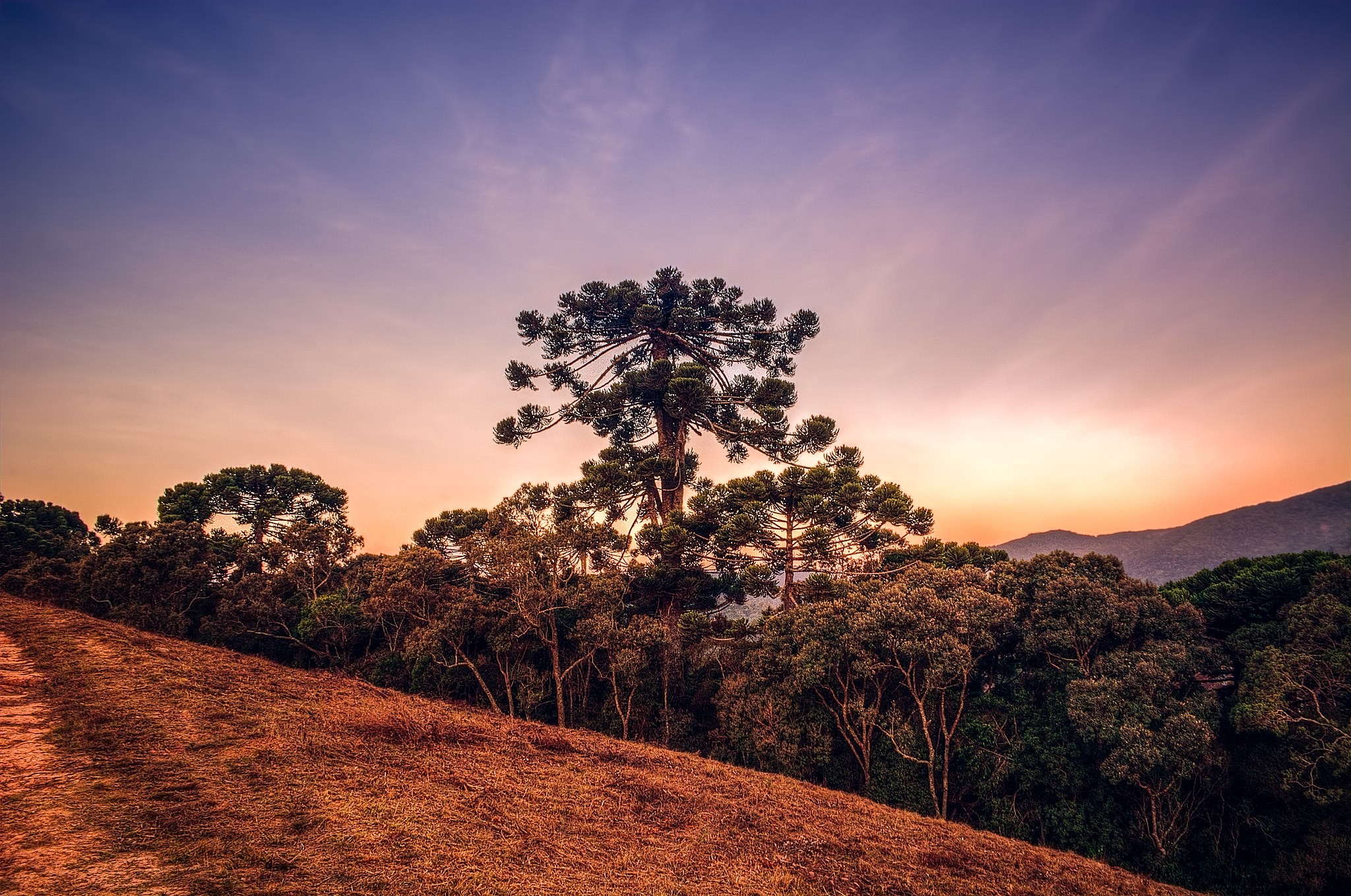 Floresta de araucárias